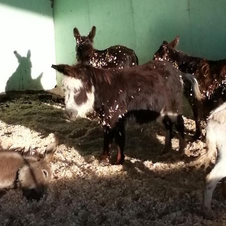 Durham Donkey Rescue Shepherd'S Hut Exterior foto