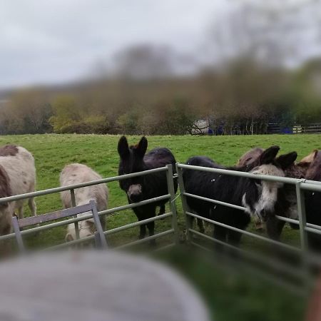 Durham Donkey Rescue Shepherd'S Hut Exterior foto