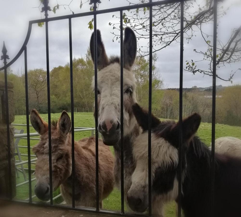Durham Donkey Rescue Shepherd'S Hut Exterior foto