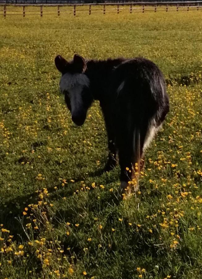 Durham Donkey Rescue Shepherd'S Hut Exterior foto