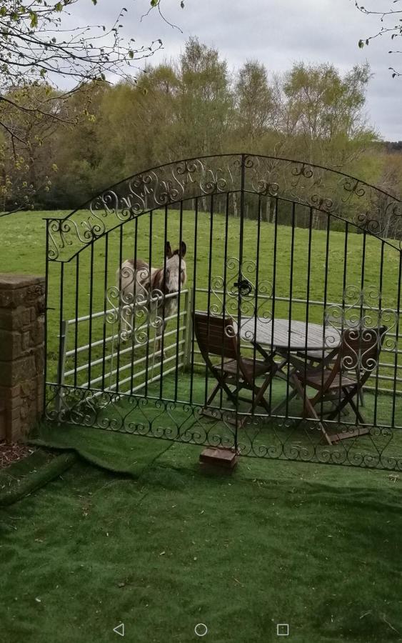 Durham Donkey Rescue Shepherd'S Hut Exterior foto