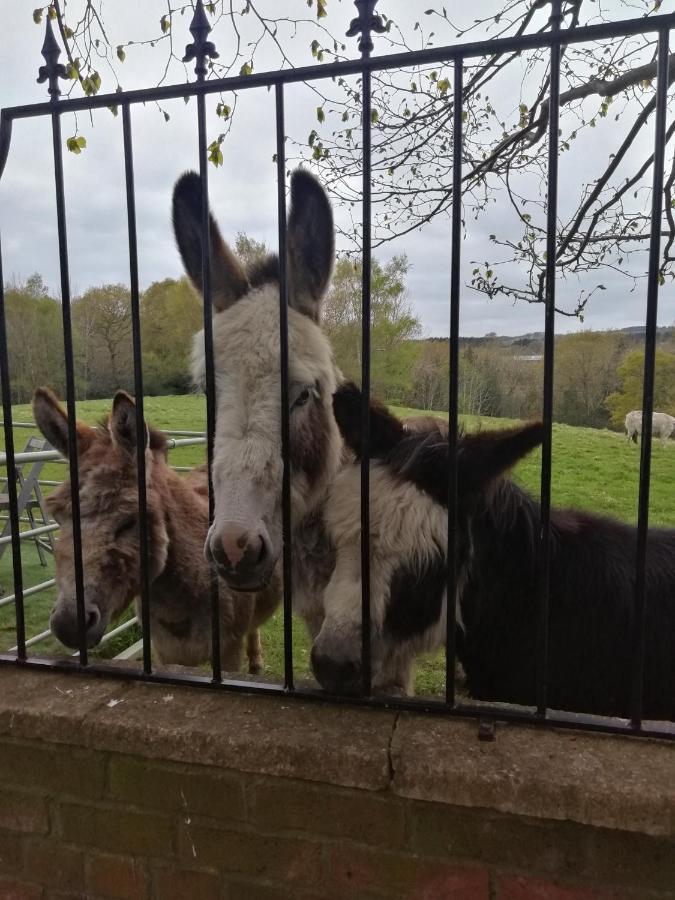 Durham Donkey Rescue Shepherd'S Hut Exterior foto