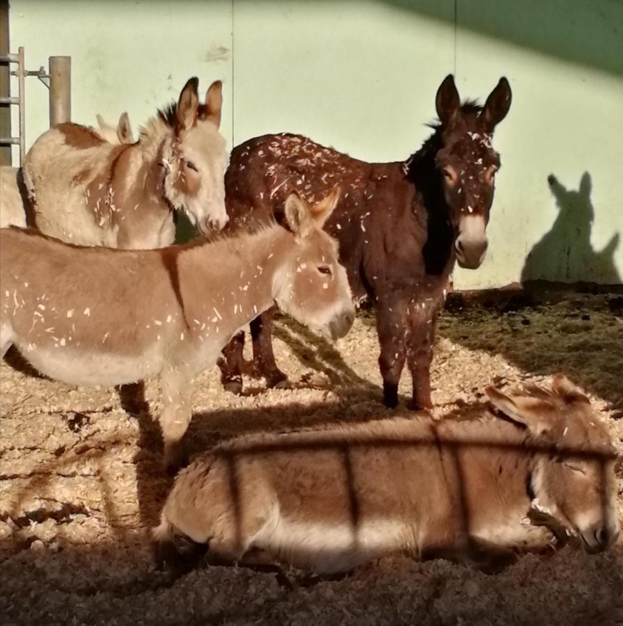 Durham Donkey Rescue Shepherd'S Hut Exterior foto