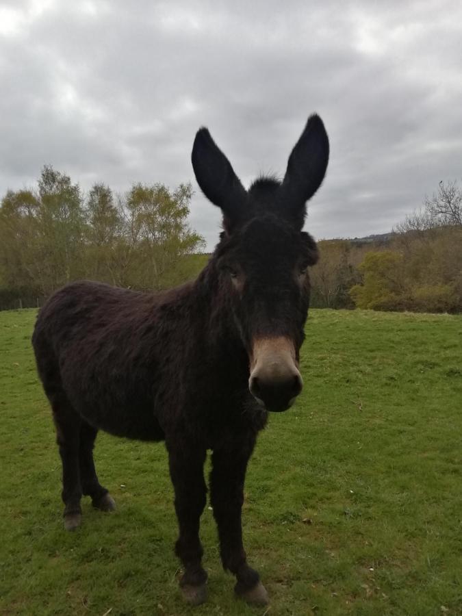 Durham Donkey Rescue Shepherd'S Hut Exterior foto