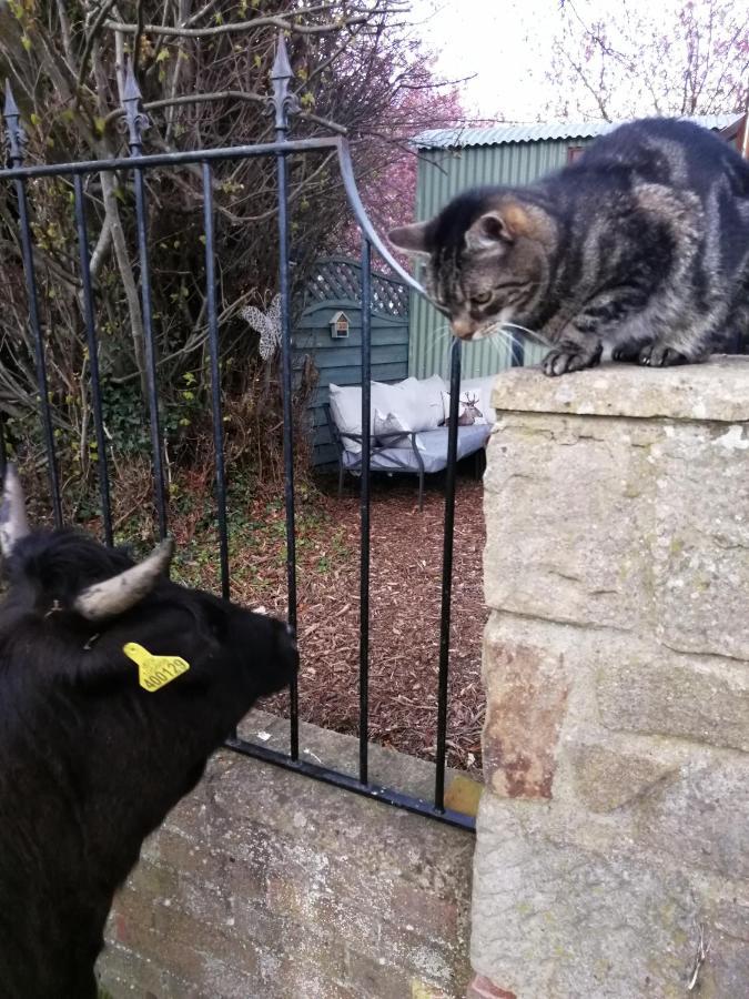 Durham Donkey Rescue Shepherd'S Hut Exterior foto
