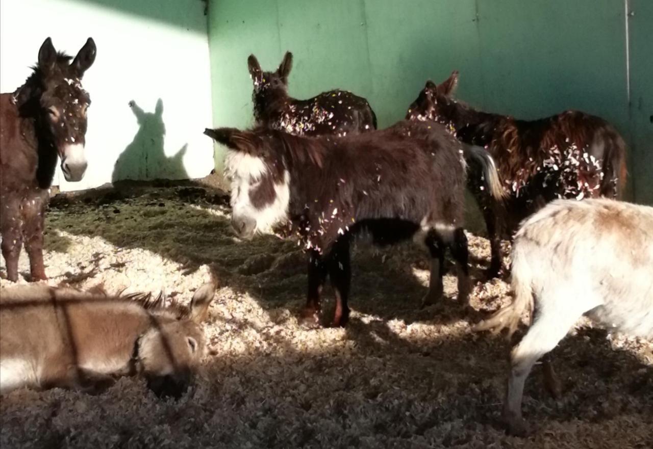 Durham Donkey Rescue Shepherd'S Hut Exterior foto