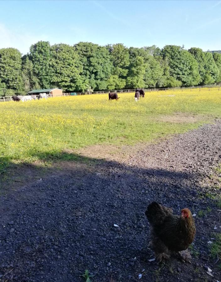 Durham Donkey Rescue Shepherd'S Hut Exterior foto