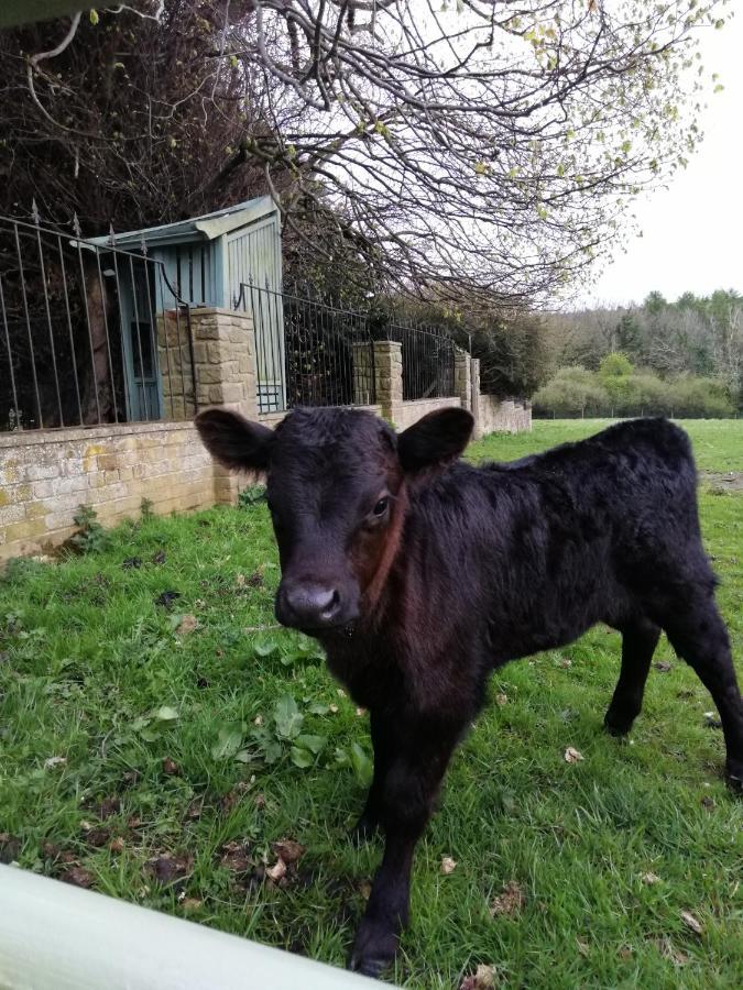 Durham Donkey Rescue Shepherd'S Hut Exterior foto