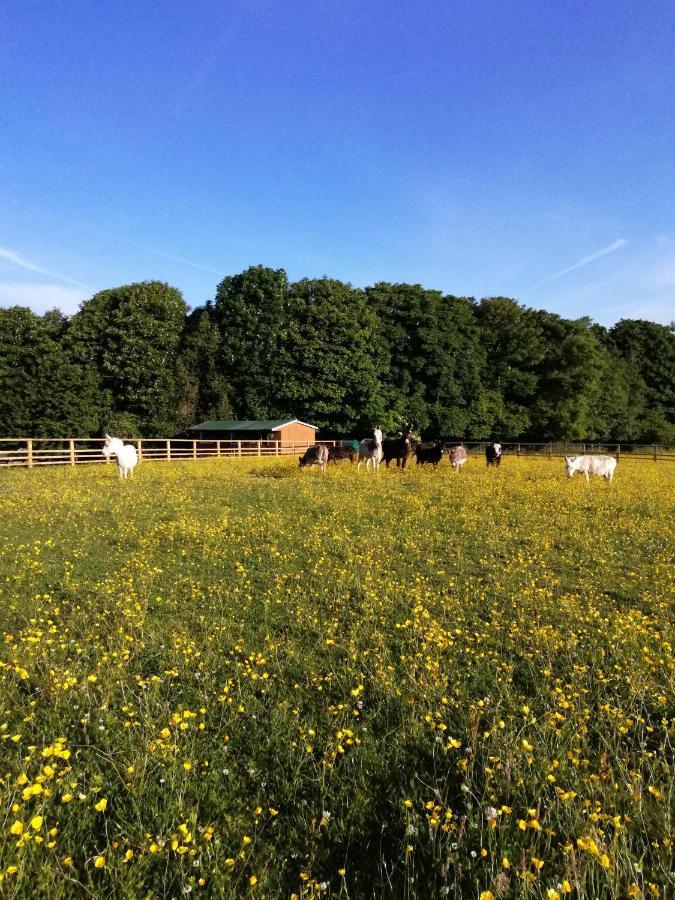Durham Donkey Rescue Shepherd'S Hut Exterior foto