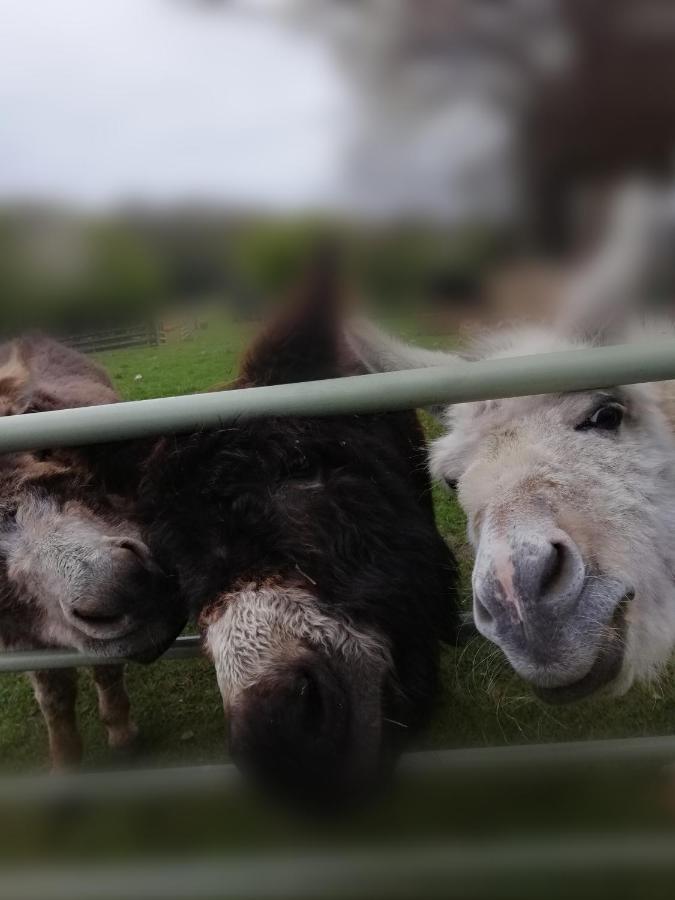 Durham Donkey Rescue Shepherd'S Hut Exterior foto
