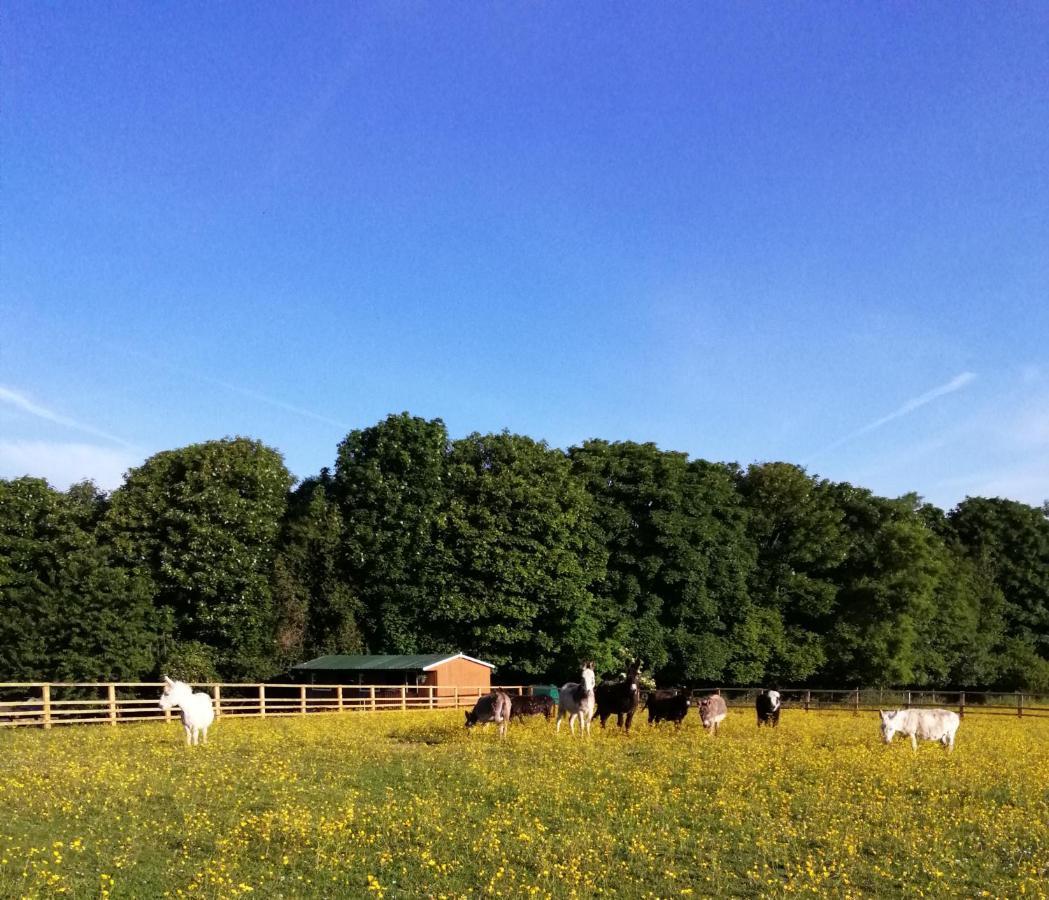 Durham Donkey Rescue Shepherd'S Hut Exterior foto