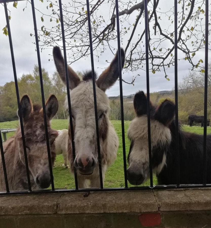 Durham Donkey Rescue Shepherd'S Hut Exterior foto