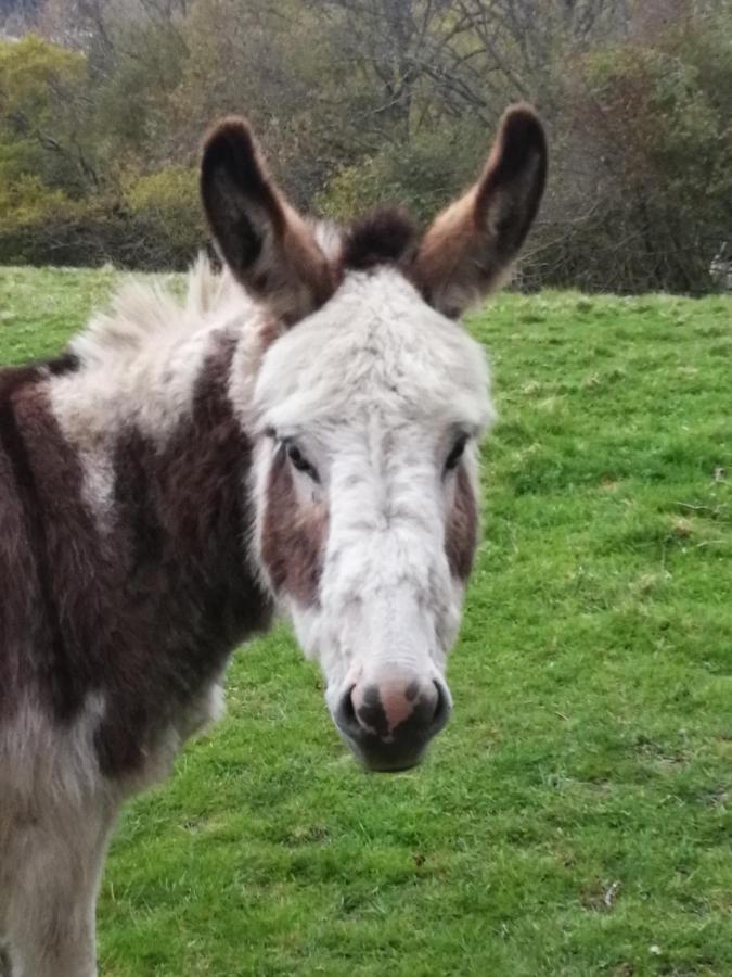 Durham Donkey Rescue Shepherd'S Hut Exterior foto