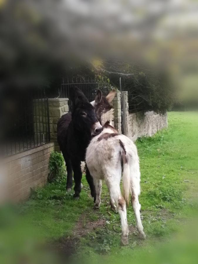 Durham Donkey Rescue Shepherd'S Hut Exterior foto