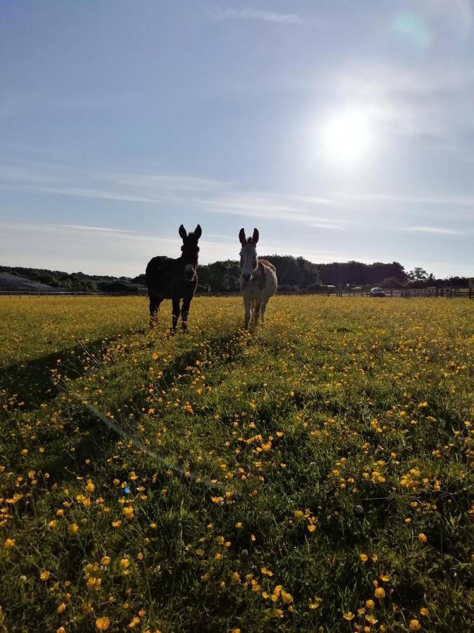 Durham Donkey Rescue Shepherd'S Hut Exterior foto