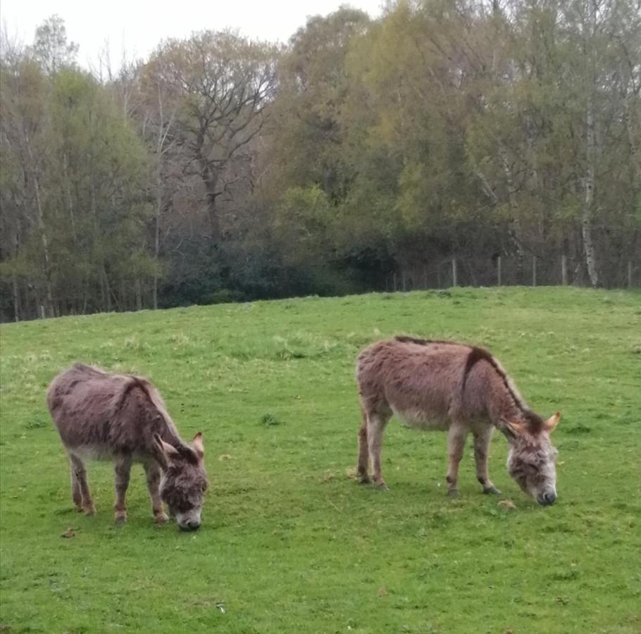 Durham Donkey Rescue Shepherd'S Hut Exterior foto